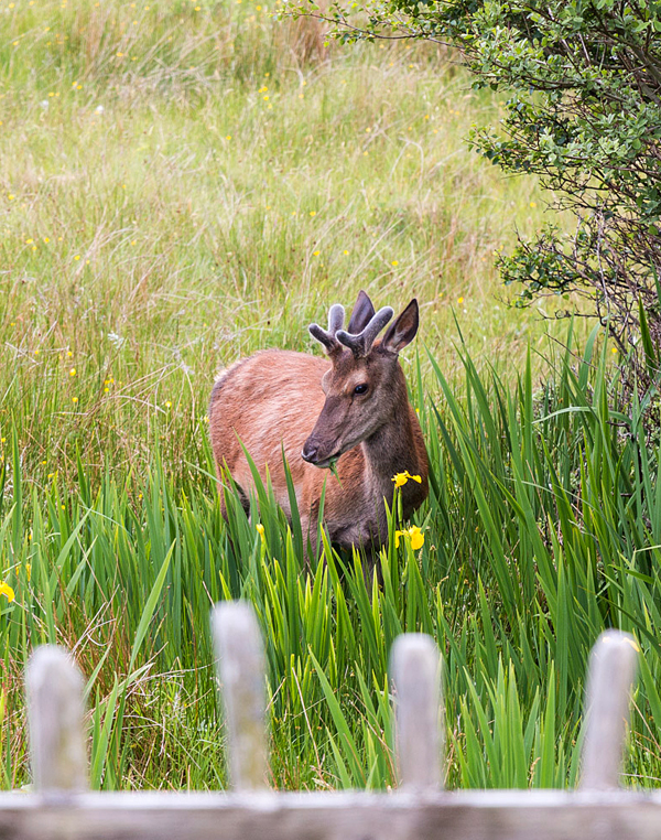 deer & wild iris